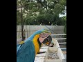 Macaw Parrot Price In India Shorts Short Parrot Macawparrot