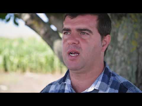 Mais-Saatgut: Mit trockentoleranten Sorten gegen Dürre und Trockenstress | KWS World of Farming