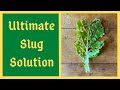 Worlds Greatest Organic Slug Control Solution - Effective Also For Aphids and Cabbage Worms And More