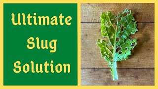 Worlds Greatest Organic Slug Control Solution - Effective Also For Aphids and Cabbage Worms And More