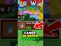 😱 NEW *GET* CANDY BLOSSOM SEEDS?! (ITS BACK) | Grow a Garden Update GLITCH SECRET! #growagarden