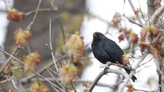 Brown-headed Cowbird