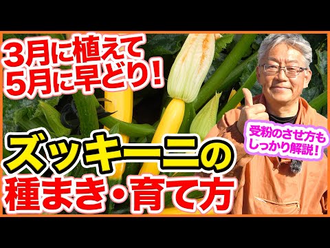 ズッキーニを鉢で育てる:それは可能ですか?可能であれば、どのようにすればよいですか? 植物