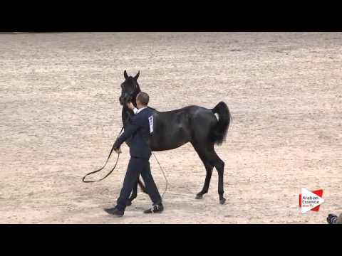 N.79 ARTEMAS GA - Paris 2015 - Yearling Colts (Class CM4 A)