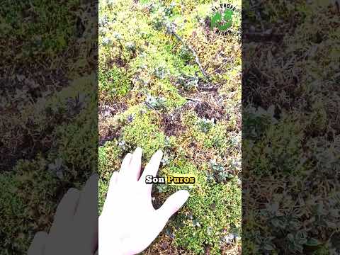 El paramo Boyacense.