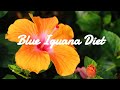Blue Iguana Diet | What I feed my Blue Iguana