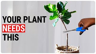 Cutting a Semi Hydroponics Fiddle Leaf in Half: What Nobody Tells You