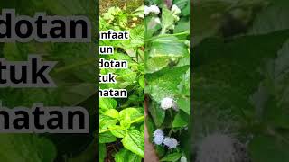 Download lagu 14 Manfaat Daun Babadotan untuk Kesehatan #fakta #indonesia #motivasi mp3 Download lagu 14 Manfaat Daun Babadotan untuk Kesehatan #fakta #indonesia #motivasi mp3