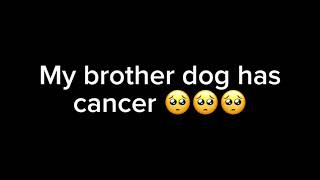 My brothers dog has cancer