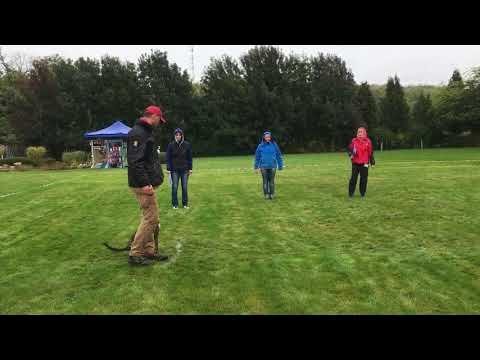 Obedience kezdő vizsga / Obedience Exam (beginner lvl)