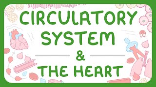 GCSE Biology - The Circulatory System | The Heart