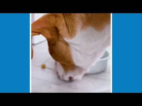 Shark Rotator Pet LiftAway ADV Vacuum with DuoClean Powe...