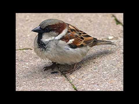 How does House Sparrow Chatter Calls sounds ??