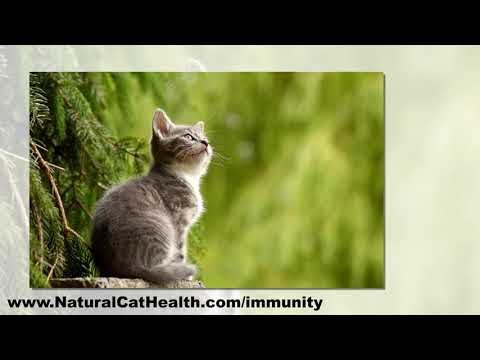 Auto Immune Deficiency In Cats - Natural Solutions