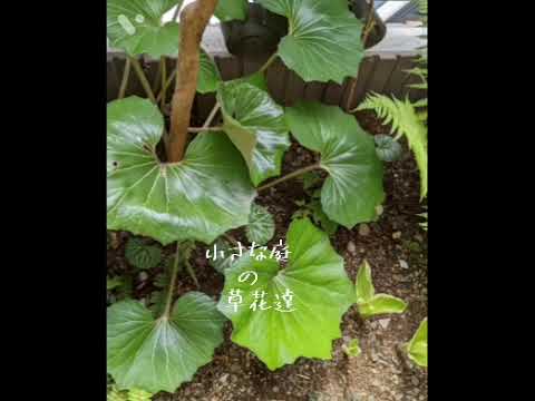 小さな庭にはどの木が適していますか？美しい花、常緑樹の葉、果物に焦点を当てますか?  庭園