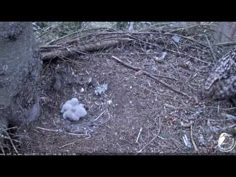 Ūpis Latvia 2017-04-26 Ms. Bo away three little Owlets 21:22