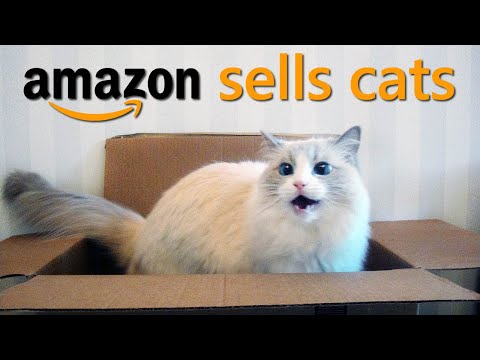 I Bought a Cat From Amazon