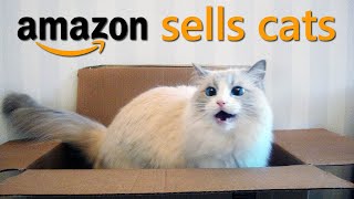 I Bought a Cat From Amazon