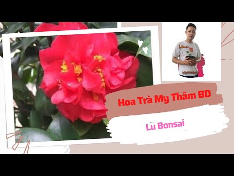 Hoa Trà My Thâm Bát Diện
