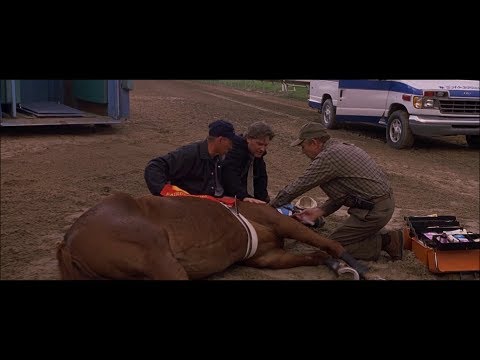 Dreamer: Inspired by a True Story - Injured Horse (HD)
