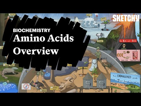 Amino Acids | Proteins | MCAT Biochemistry Review | Sketchy MCAT