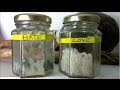 Rice Consciousness experiment, inspired by Dr ...