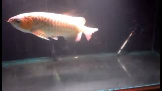 Download lagu Cinta terlarang mp3