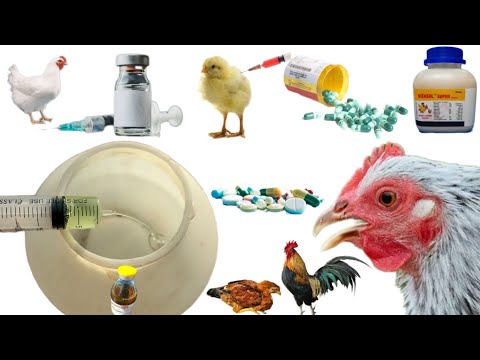 , title : 'Poultry Medicines | Veterinary Medicines | Medicines for Backyard Chickens | Part 02 | Dr. ARSHAD'