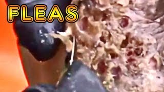 Cement the Floors  -  Stop the Fleas!  Volume Two