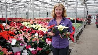 Pentland Plants - Scottish Poinsettia Grower - Care Tips - Variety Selection