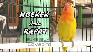 Download lagu Lovebird paud ngekek jeda rapet bukan Balibu Konslet mp3