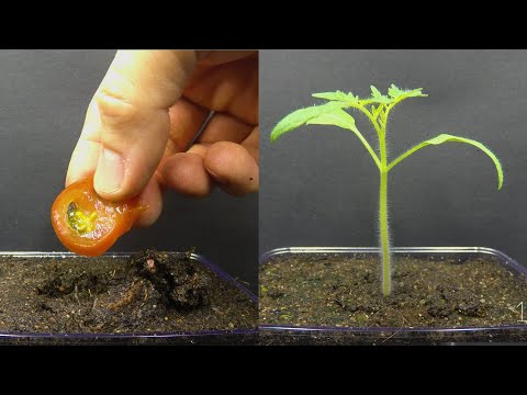 , title : 'Growing Tomato Plant From Tomato Slice Time Lapse'