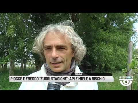 TG PADOVA (24/05/2019) - PIOGGE E FREDDO "FUORI STAGIONE": API E MIELE A RISCHIO