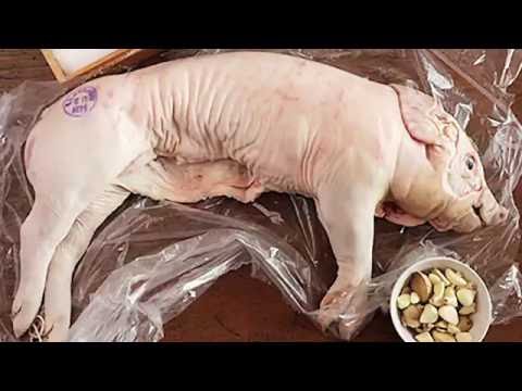 Batteries - Pigs - Official Lyric Video