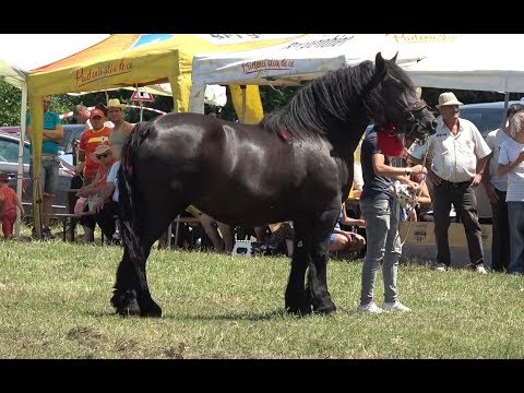 Concurs cu cai de frumusete Tasnad, Satu Mare 29 Iunie 2019 Nou!!!