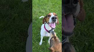 Video preview image #1 Treeing Walker Coonhound-Unknown Mix Puppy For Sale in Crystal, MN, USA