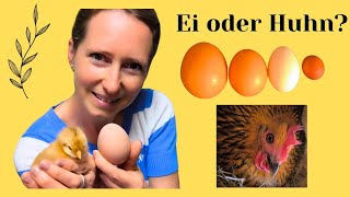 Was war zuerst da, das Ei oder das Huhn?