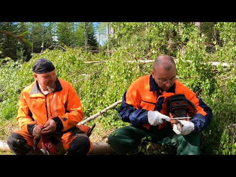 Arkihuolesi kaikki heitä. Härkäpari jaamankankaalla.