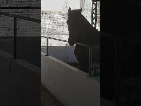 Alguns cavalos interessantes em sua qualidade na pecuária de Conceição do Araguaia