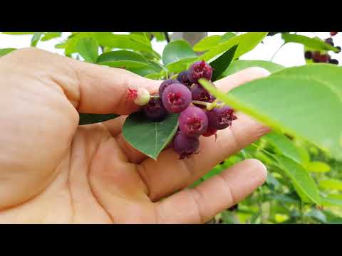 Afin canadian. Recoltare:1 iunie 2020.Canadian blueberry.harvesting and care, properties and benef