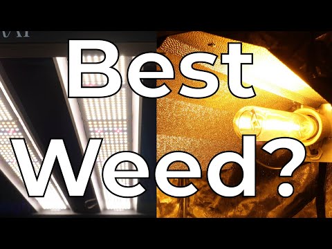 Was lässt Gras besser wachsen, LED oder HPS?