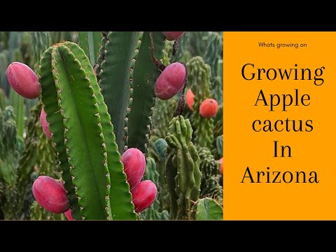 Growing Peruvian Apple Cactus in Arizona (Cereus Repandus)