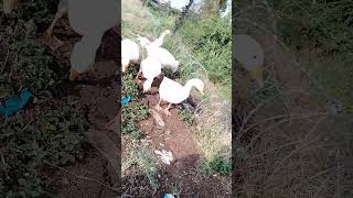 Download lagu Dj Maskil. - the Pekins !!! mp3 Download lagu Dj Maskil. - the Pekins !!! mp3