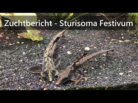 Zuchtbericht - Sturisoma Festivum (Langflossen Harnischwels)