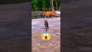 cat vs dog fight 😱 #shorts #youtubeshorts #cat #dog