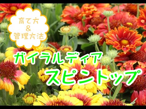 園芸 一年生のガイラルディア、ペイントされたガイラルディア