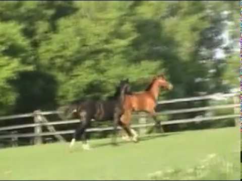 Boundless by Belissimo and StarPower by Starlight 2011