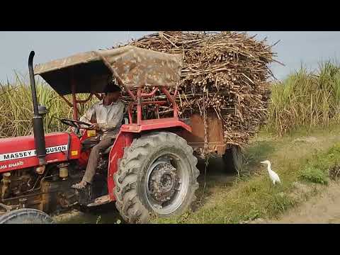 Massey 241 loaded with 60 quintal sugar cane...
