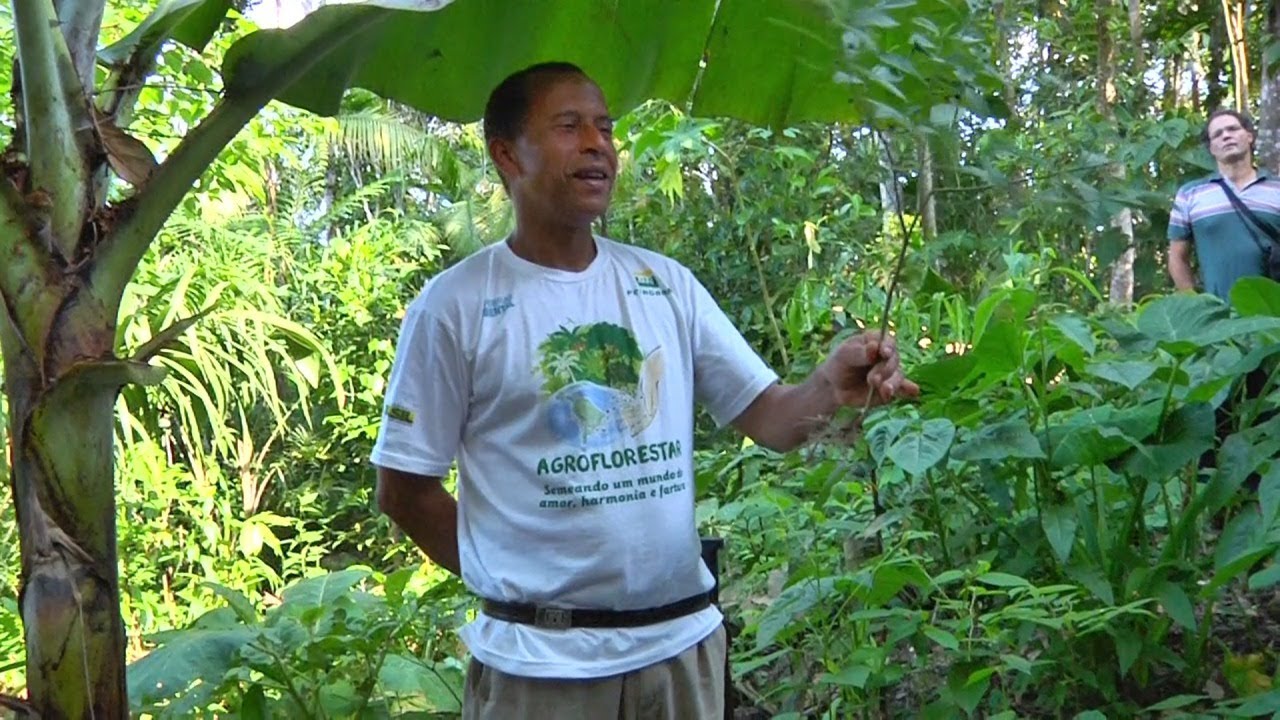 Mensageiros da Agrofloresta