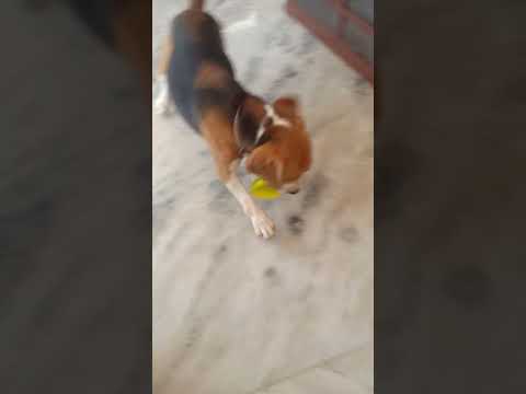 Beagle dog & Lock down/ pet lover